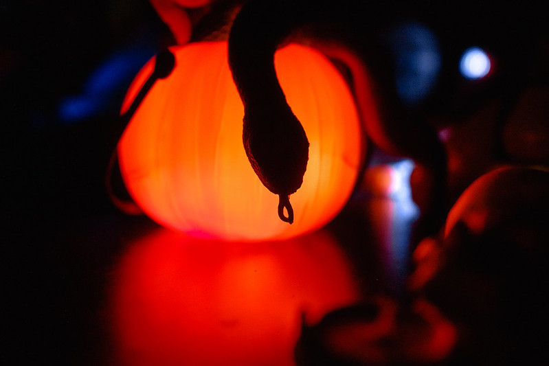 Украшение дома паутиной и летучими мышами к Хэллоуину в St. Petersburg